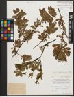 Foto von Salix waldsteiniana Willd.